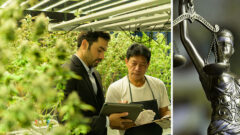product_img_Attorneys Advising Cannabis Businesses
